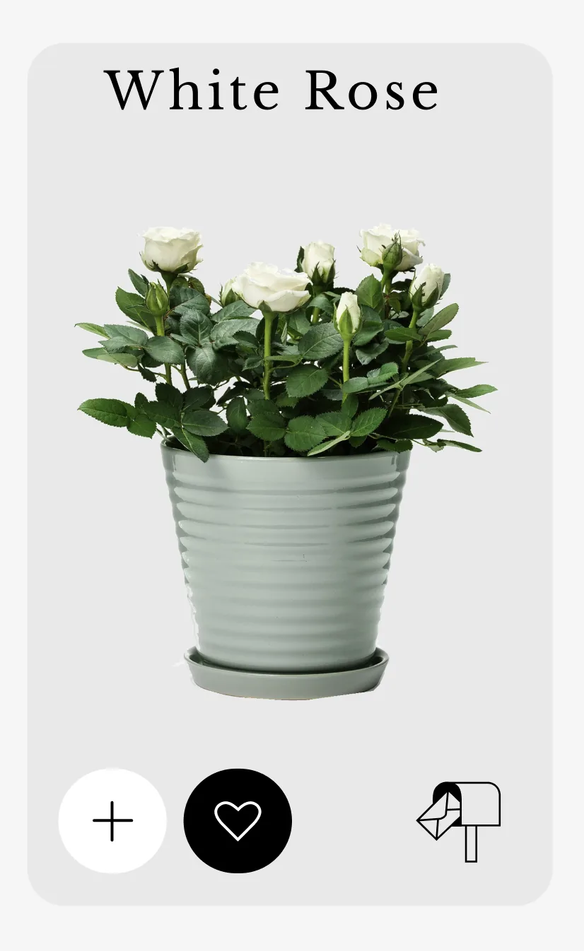 White Rose product card with the mailbox icon in the corner